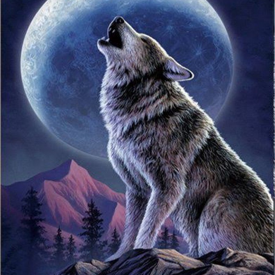 Одинокий волк и Луна