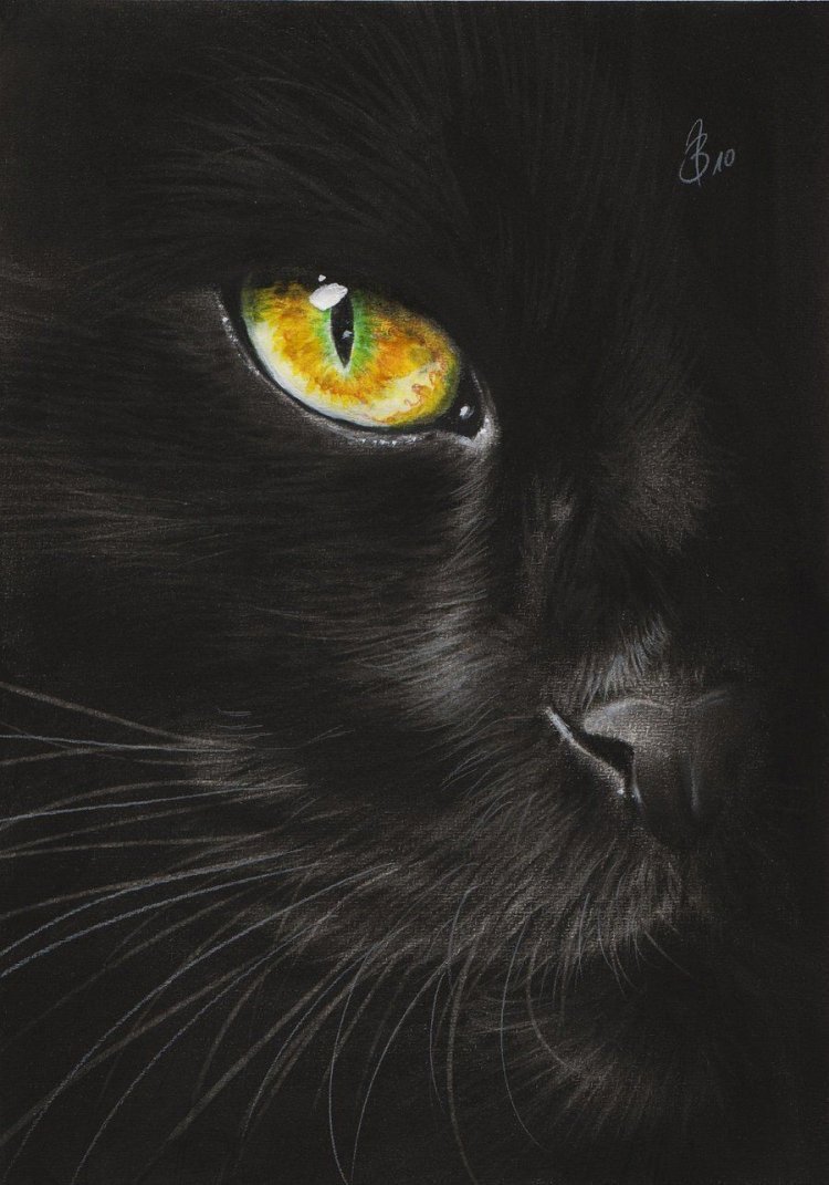 Черная кошка картина