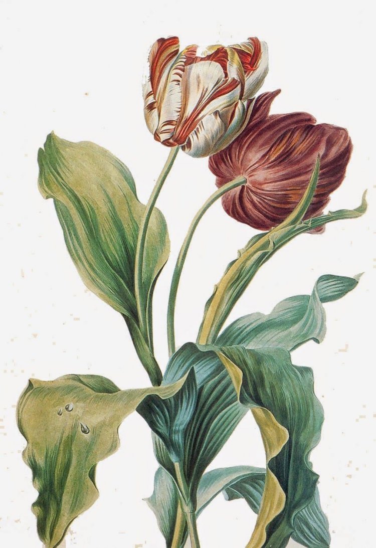 Flower illustration Botanical