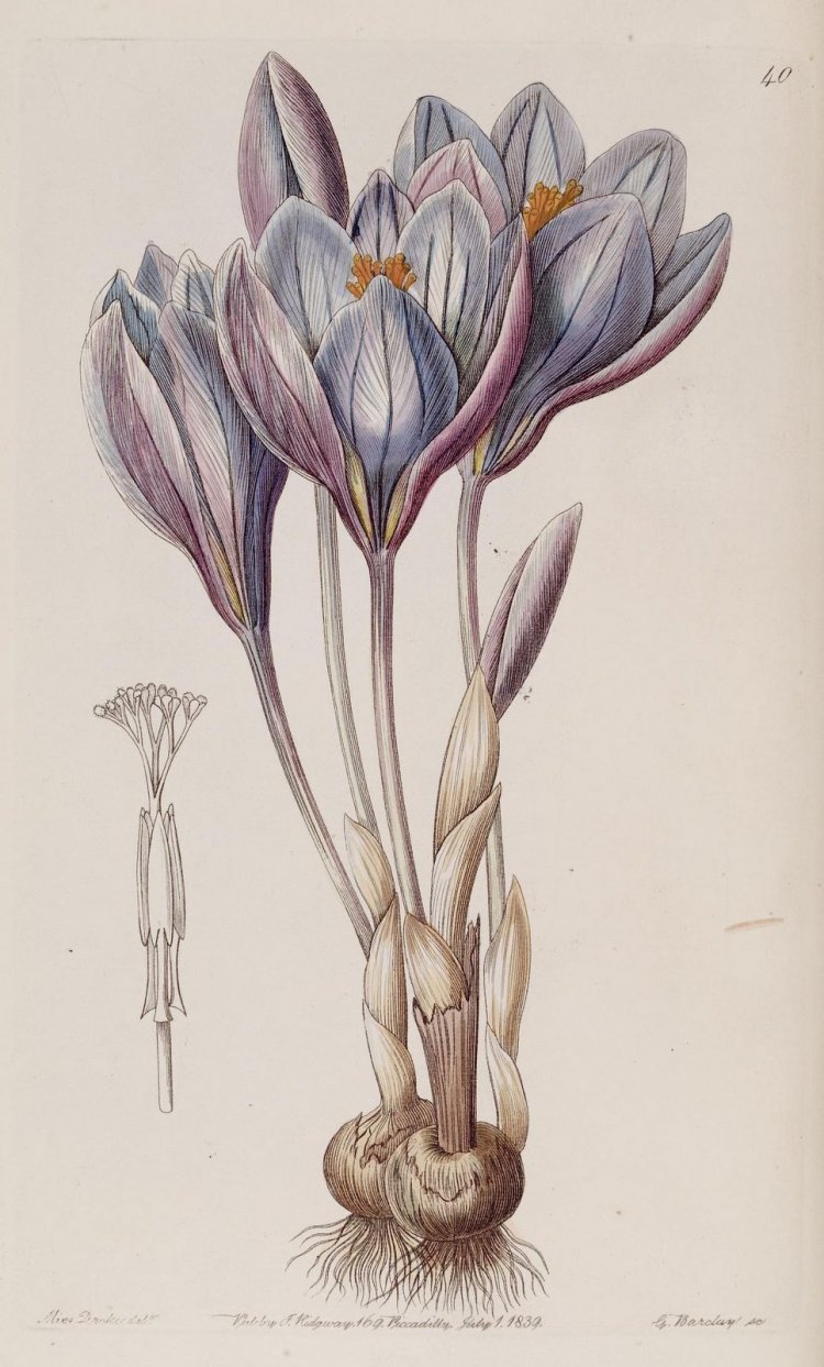 Морозник (Helleborus) Ботаническая иллюстрация