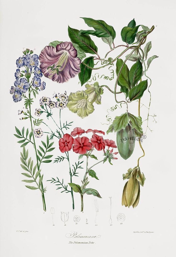 Винтажные иллюстрации ботаника