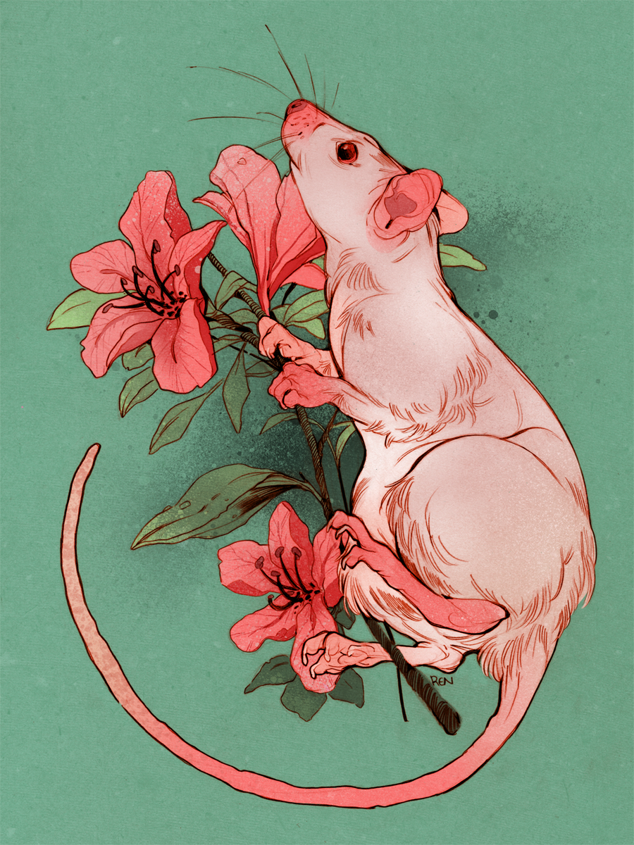 Розовая крыса