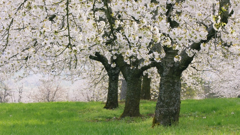 Яблоневый сад в цвету