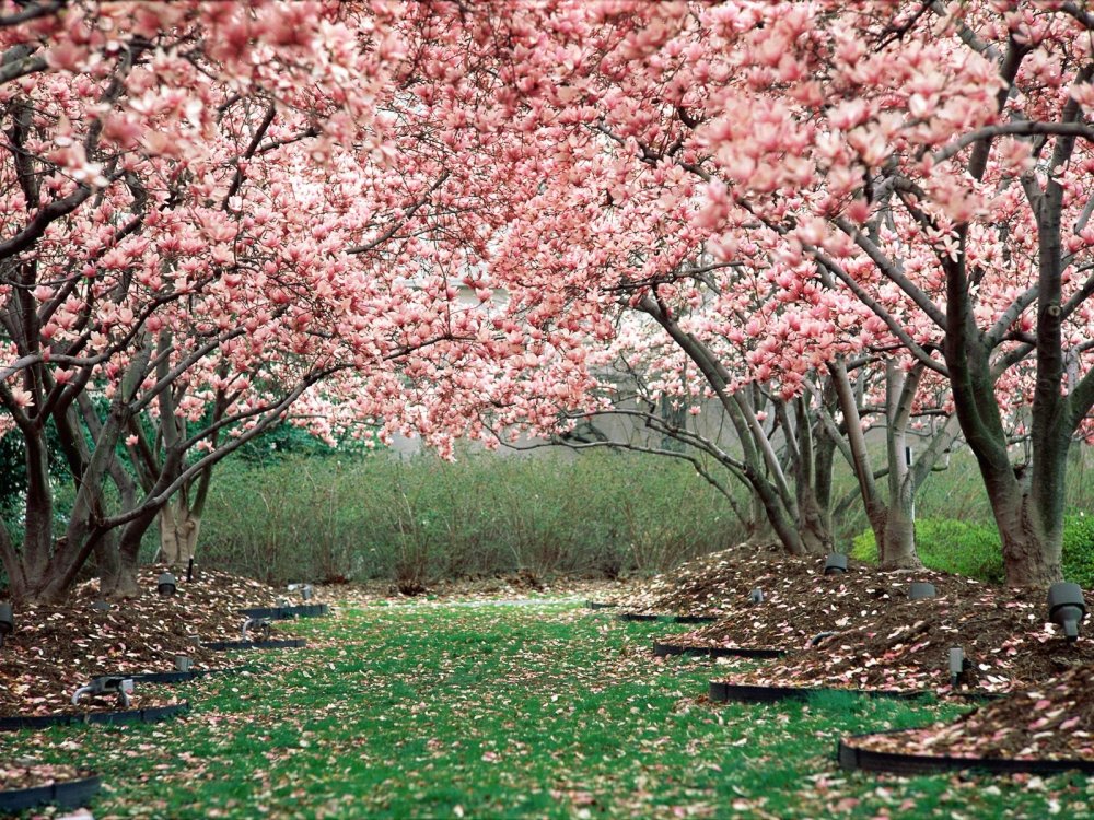 Вишнёвый сад в Японии Сакура