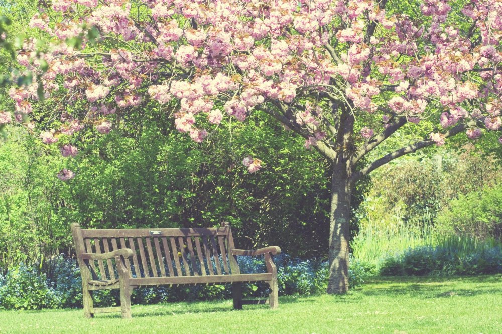 Скамейка в весеннем саду
