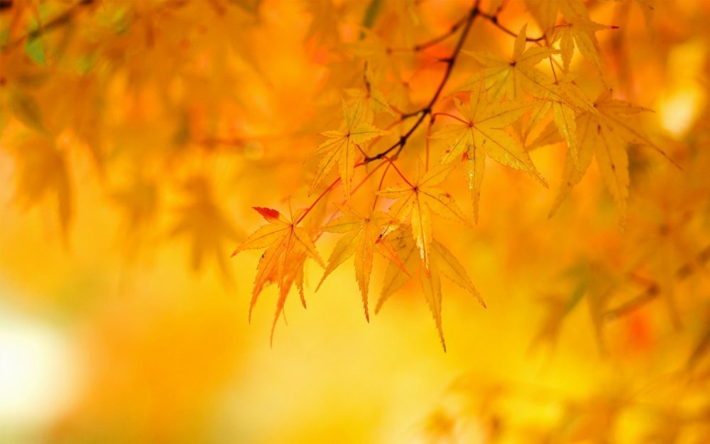 Желтая осень