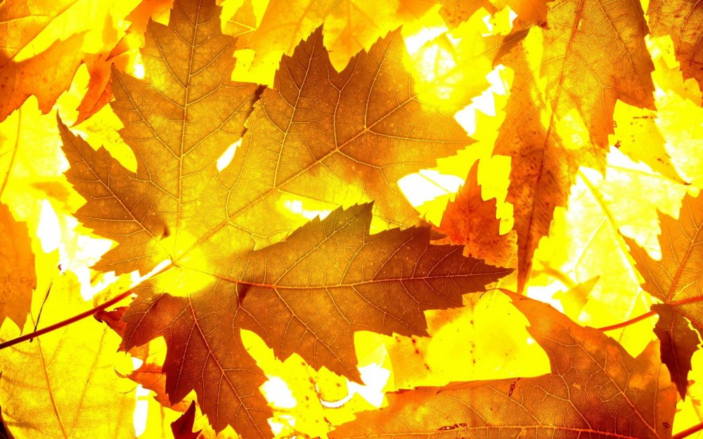 Золотая осень листья