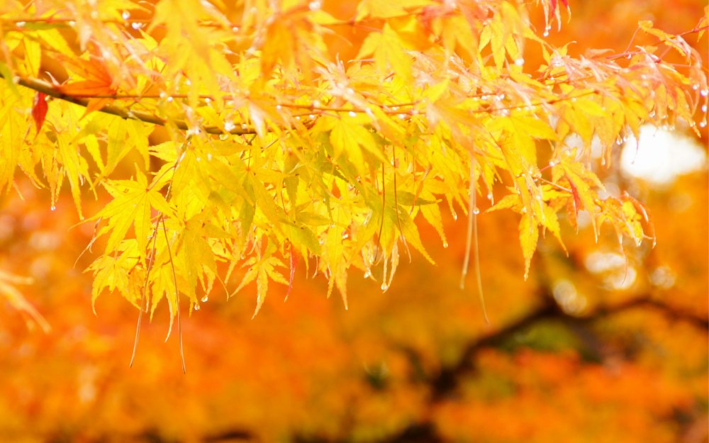 Красивая желтая осень