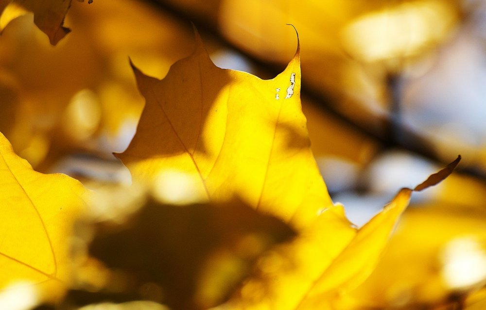 Красивые желтые листья