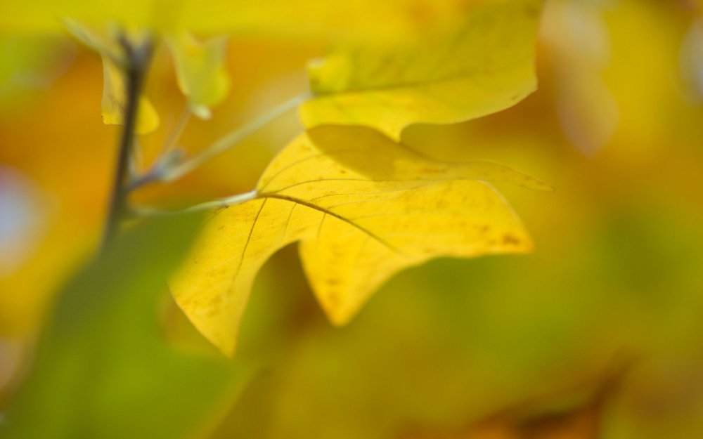 Желто зеленая осень