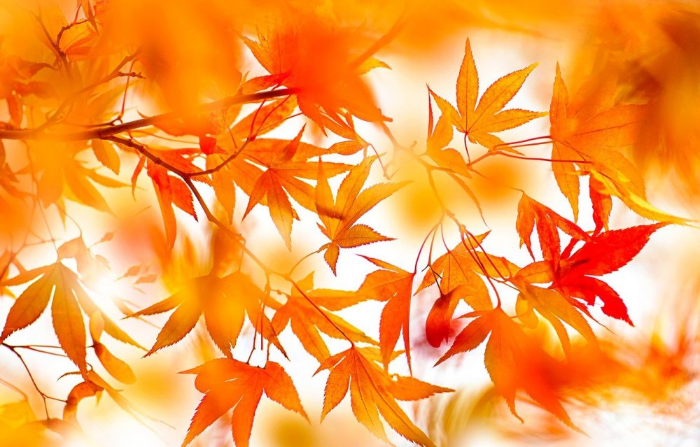 Оранжевые осенние листья