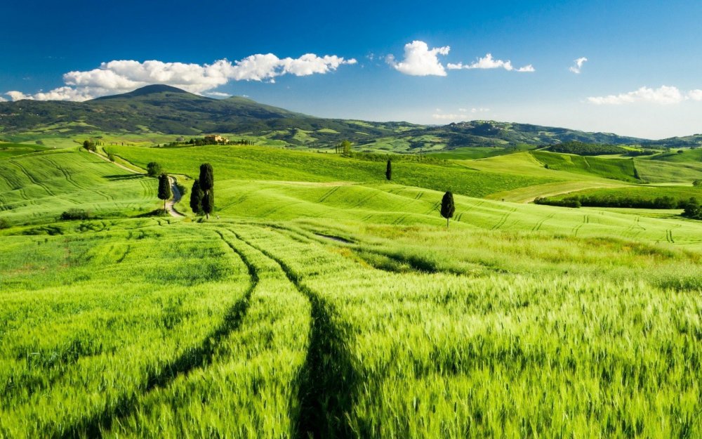 Италия, зеленые поля Тосканы