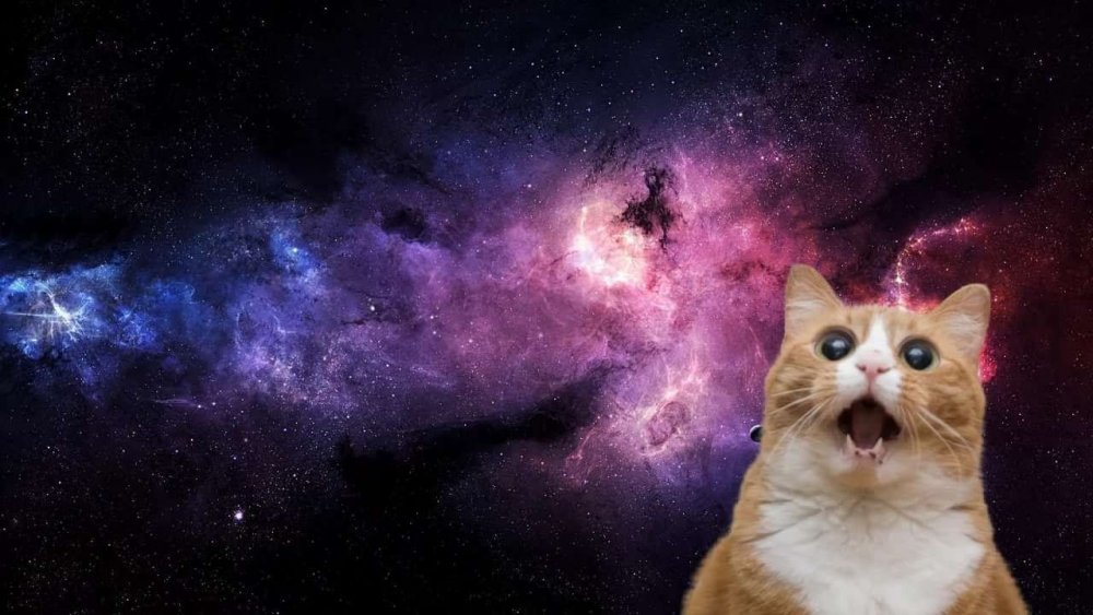 Кот из космоса