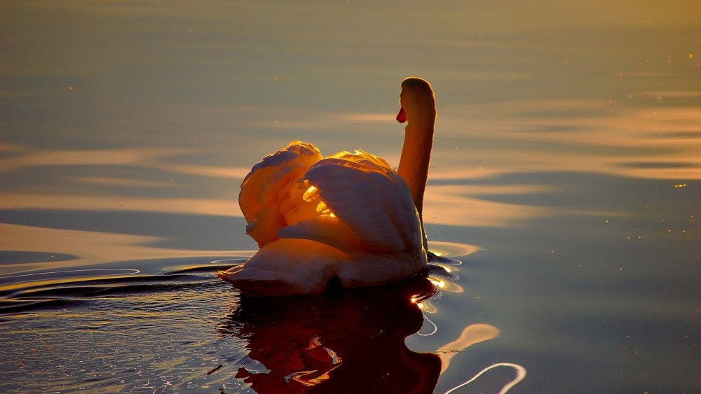 Лебеди на закате солнца