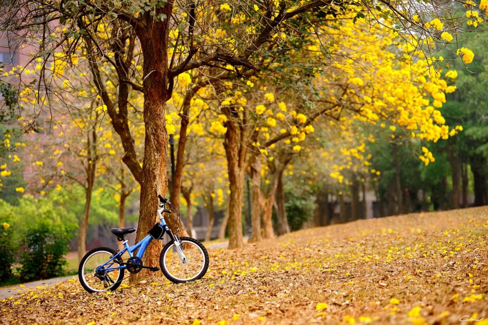 Велосипед в парке