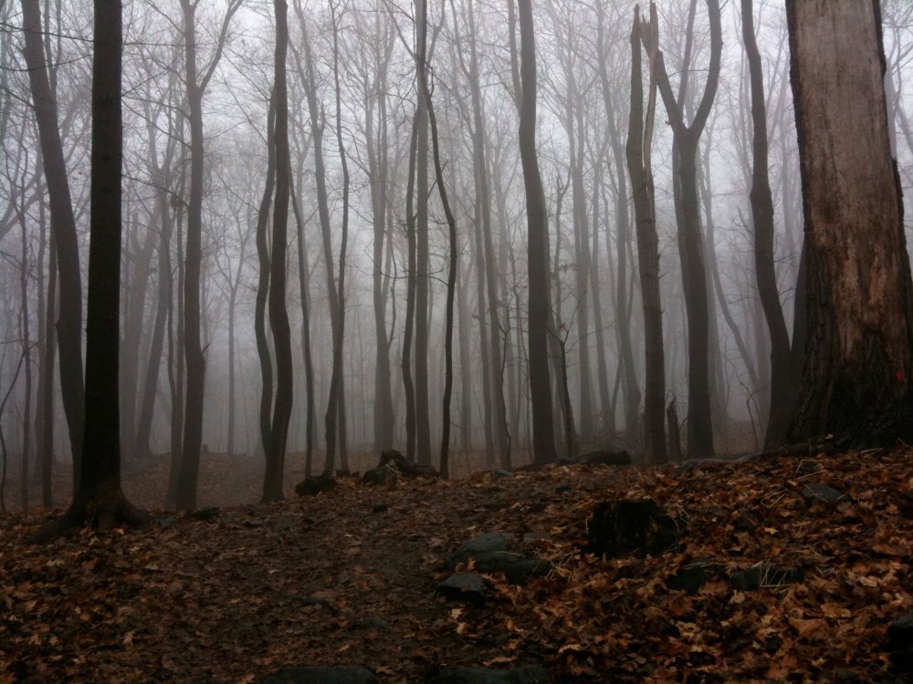Мрачный страшный лес