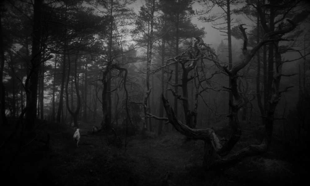 Мрачный страшный лес