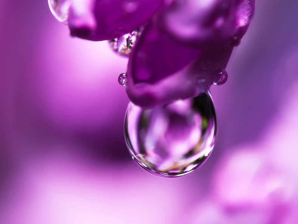 Фиолетовые капли