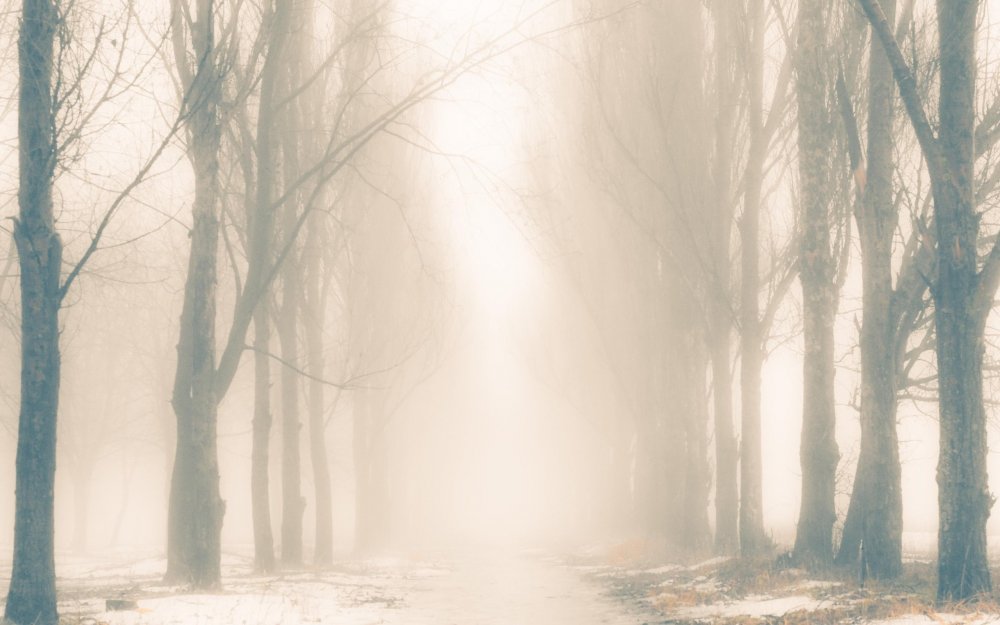 Лес в тумане фото