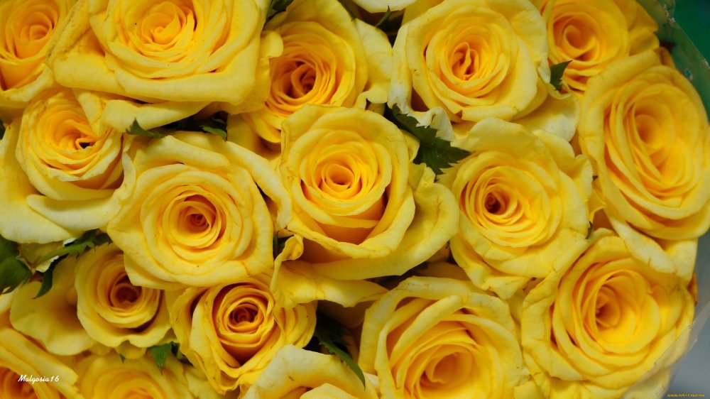 Светло желтые розы