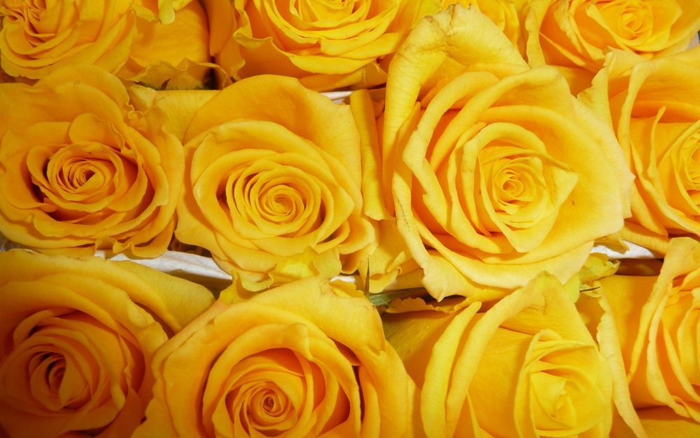 Желтые французские розы