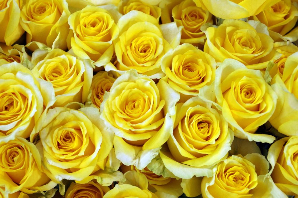 Желтые розы фон
