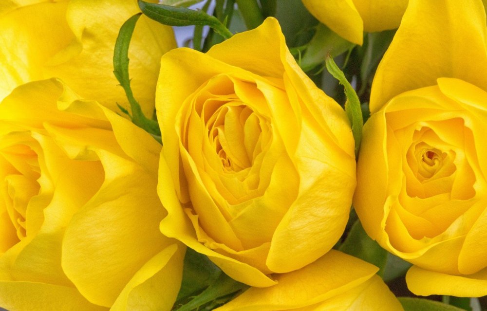 Желтая роза Лемон Голден Глоу
