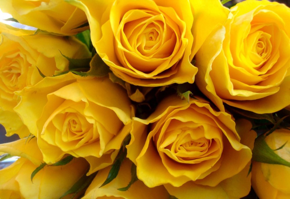 Нежные желтые розы