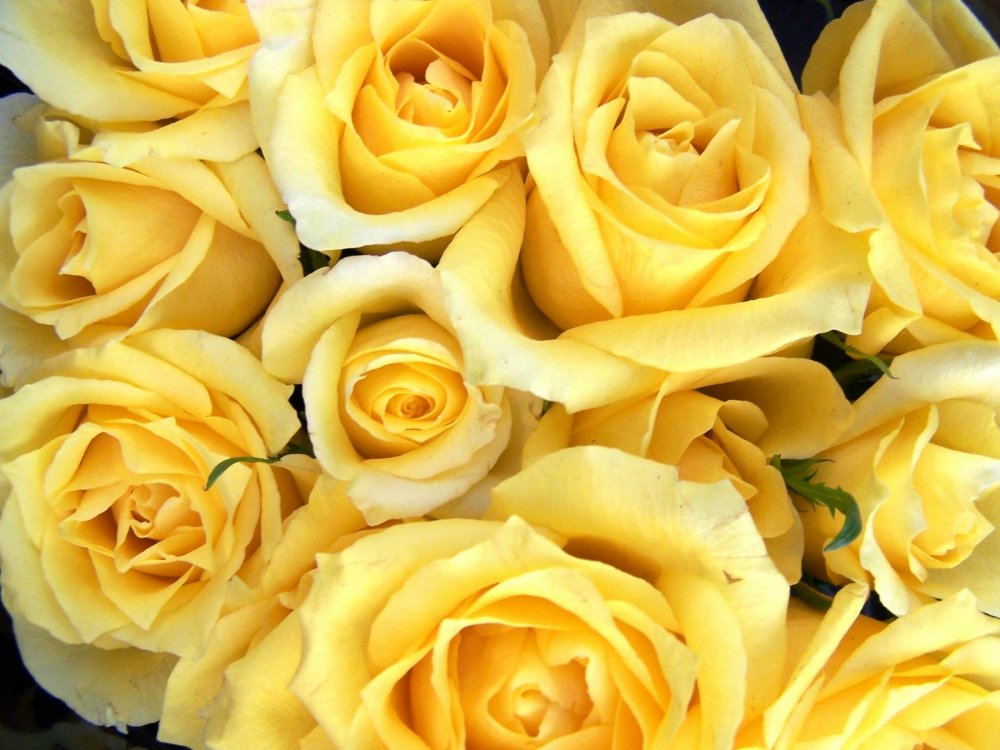 Желтые розы на рабочий стол