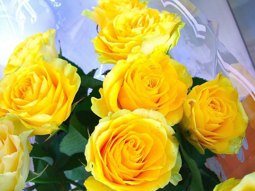 Каскад желтых роз