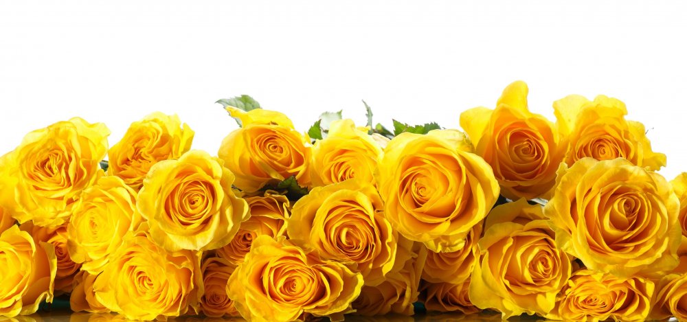 Цветы желтые розы на белом фоне