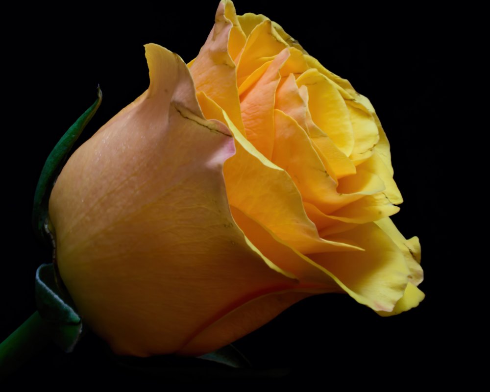 Желтые розы на темном фоне