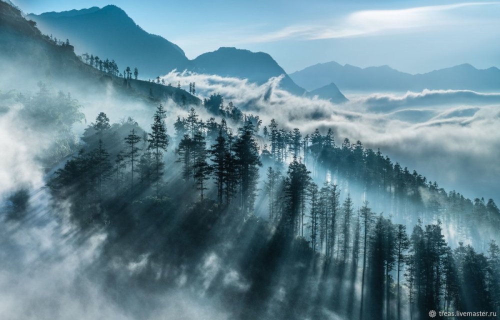 Туманный лес в горах