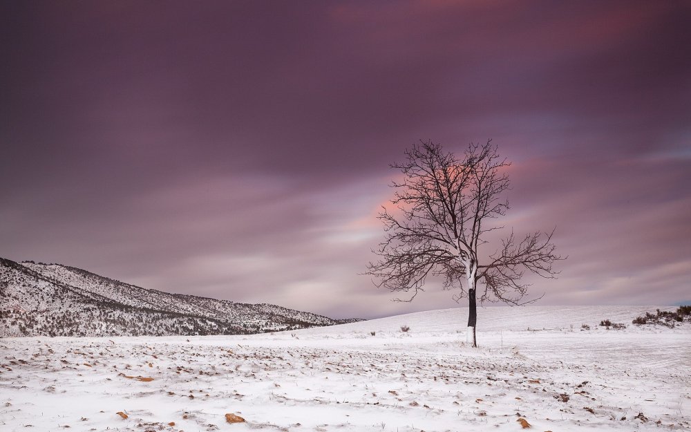 Одинокое дерево зимой
