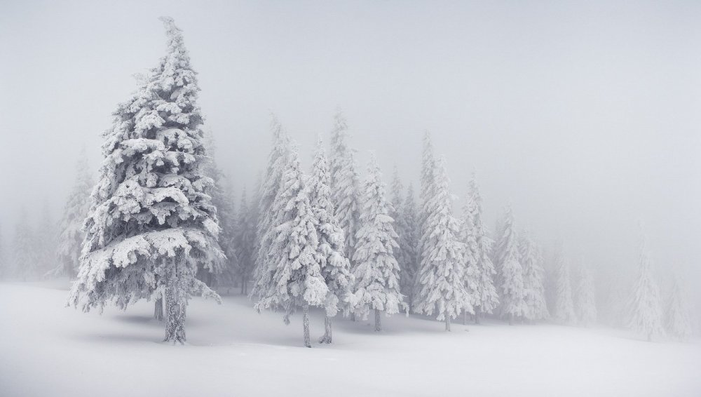 Зимний лес белый