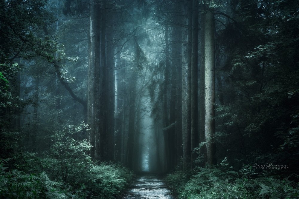 Мрачный сказочный лес
