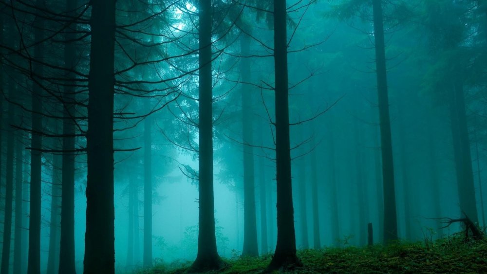 Бирюзовый лес