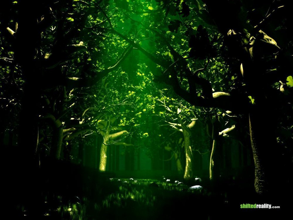 Зеленый лес ночью