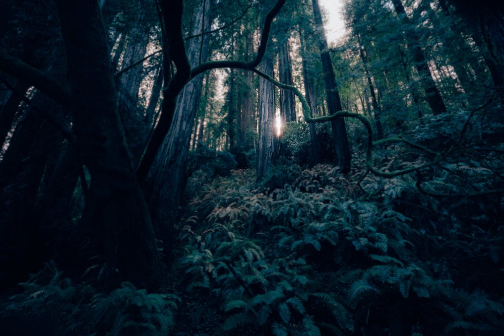 Данте и темный лес