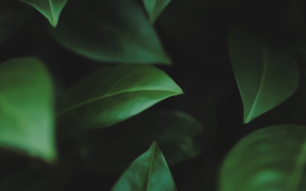 Темно зеленая листва