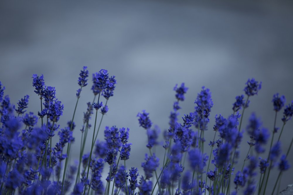 Красивые Лавандовые цветы голубые