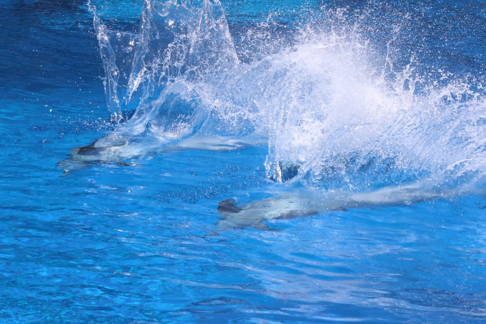 Дельфины быстро плывут
