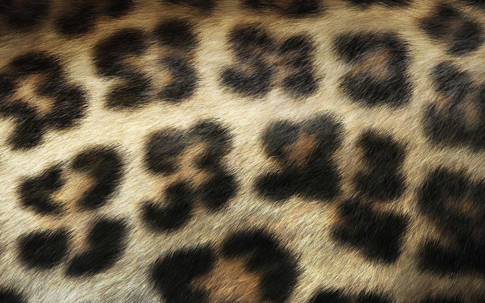 Леопардовые обои фото