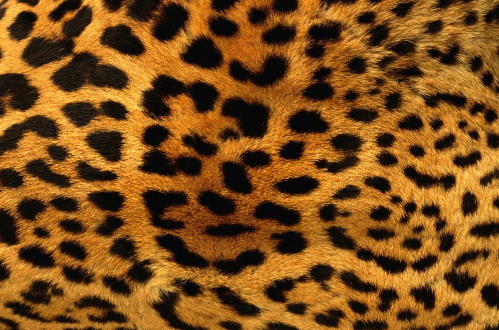Apple Leopard фон