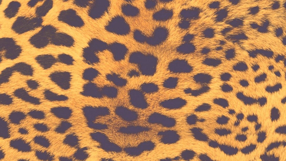 Леопард на айфон