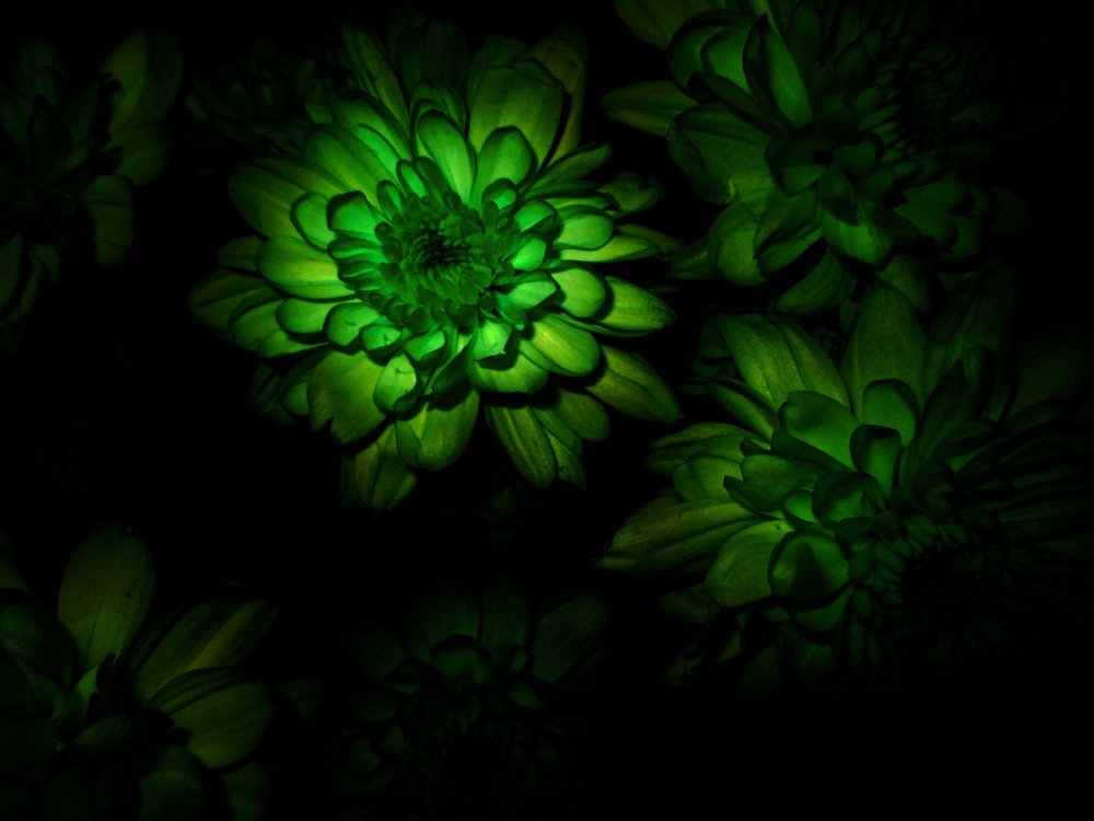 Темно зеленые цветы