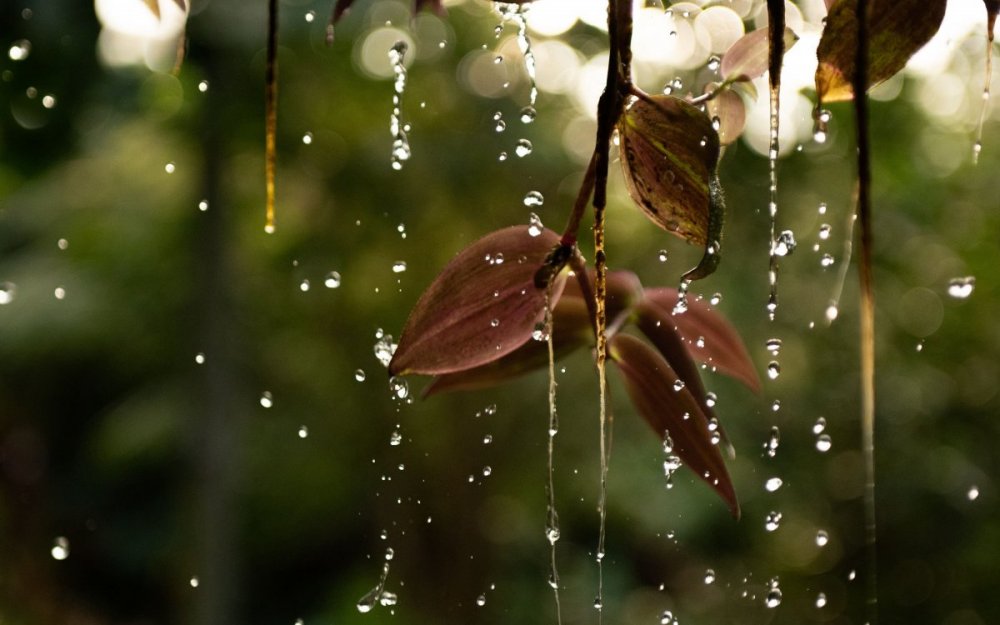 Природа дождь грусть