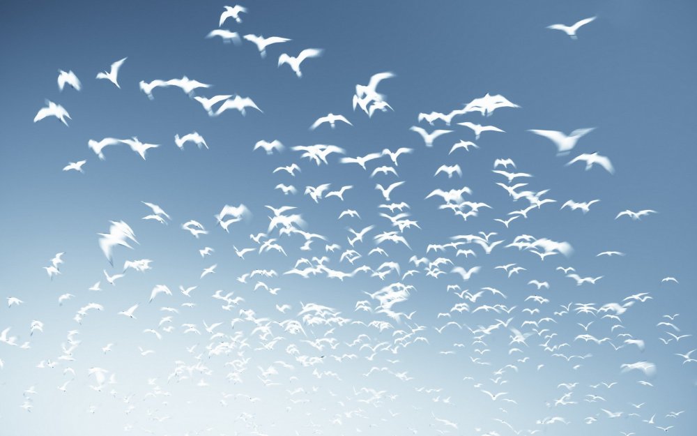 Фотообои птицы в небе