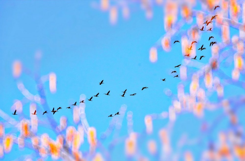 Птицы на фоне неба