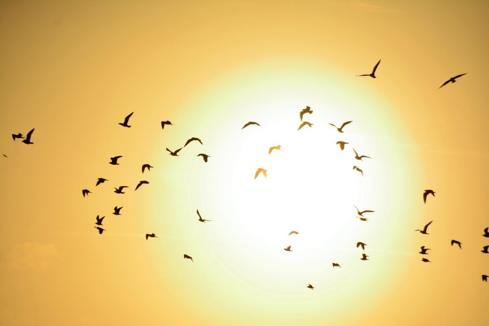 Птицы в желтом небе